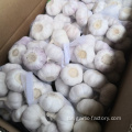 Jin Xiang New Crop Knoblauch Preis Hot Sales